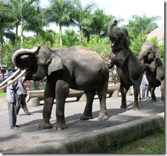 Elephant Safari Park at Taro - Ubud