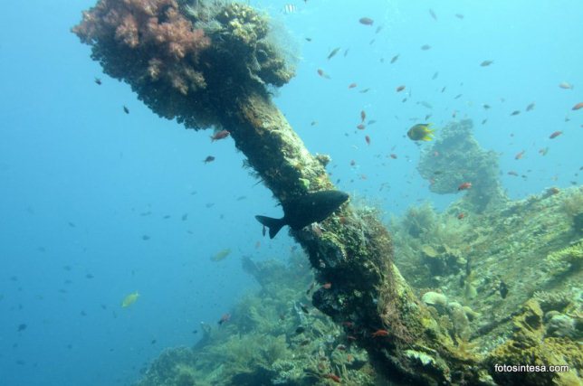 tulamben dive spot - shipwreck coral reef